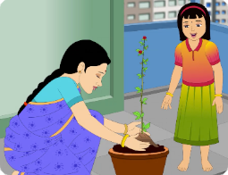 தாவர அறிமுகம்